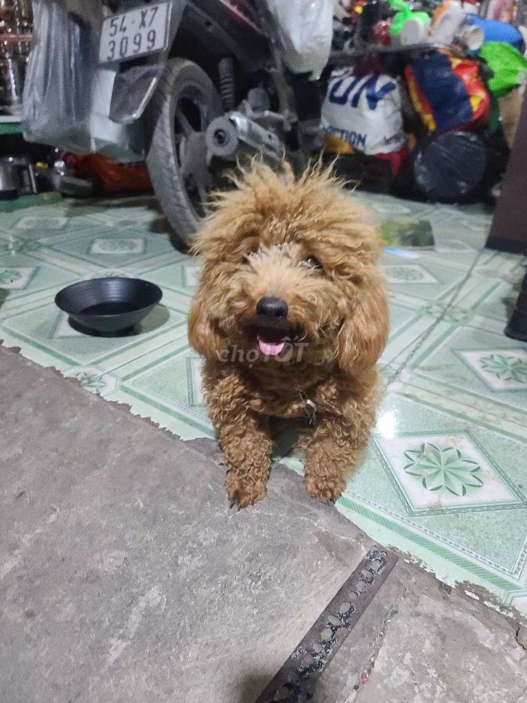 Chó Poodle Thuần chủng Nâu. Mua bán Chó tại Huyện Bình Chánh Tp Hồ Chí Minh được đăng bởi Anh xuân  hình 1