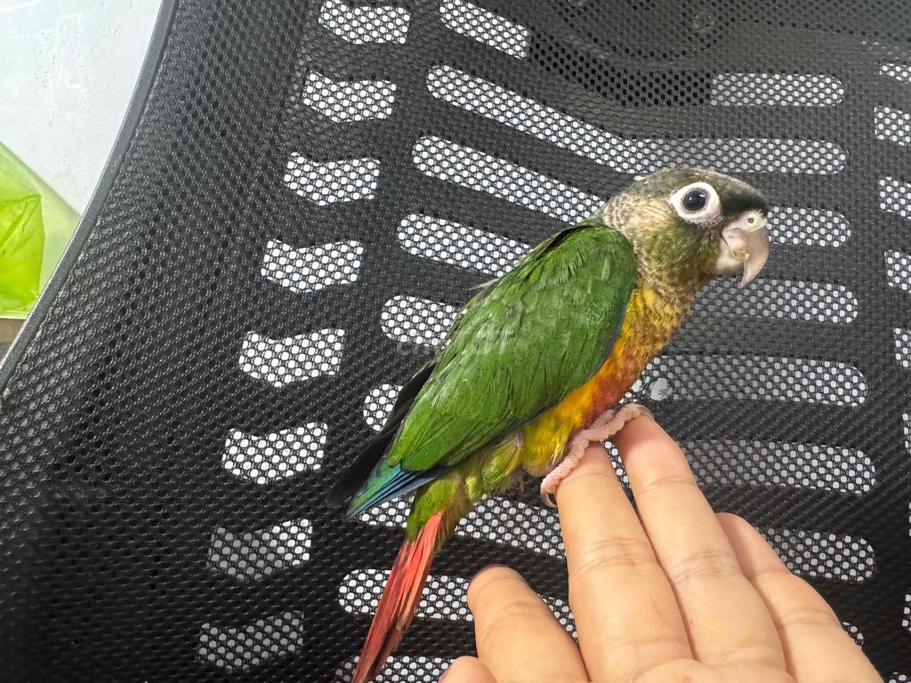 Vẹt Greencheck Xanh, vàng, đỏ. Mua bán Chim tại Quận 5 Tp Hồ Chí Minh được đăng bởi Lan HQ hình 1