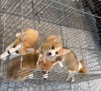 Corgi cute yêu từ 4tr xem tại 55 thái thị bôi. Mua bán Chó tại Quận Thanh Khê Đà Nẵng được đăng bởi Anh Thy Nguyen