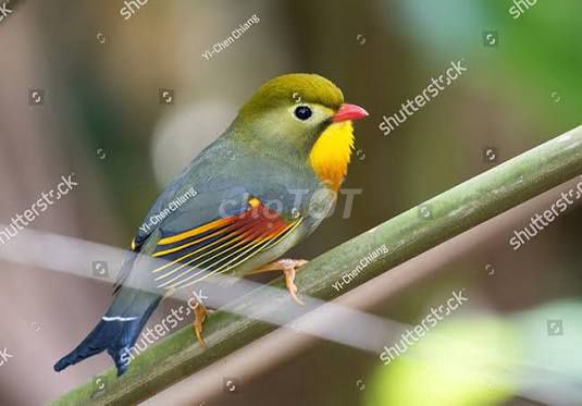 Chim cảnh nhiều màu 3 tháng. Mua bán Chim tại Quận 12 Tp Hồ Chí Minh được đăng bởi Võ Nguyễn Gia Huy hình 1