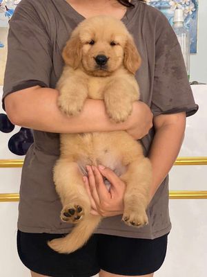 Golden thuần chủng .