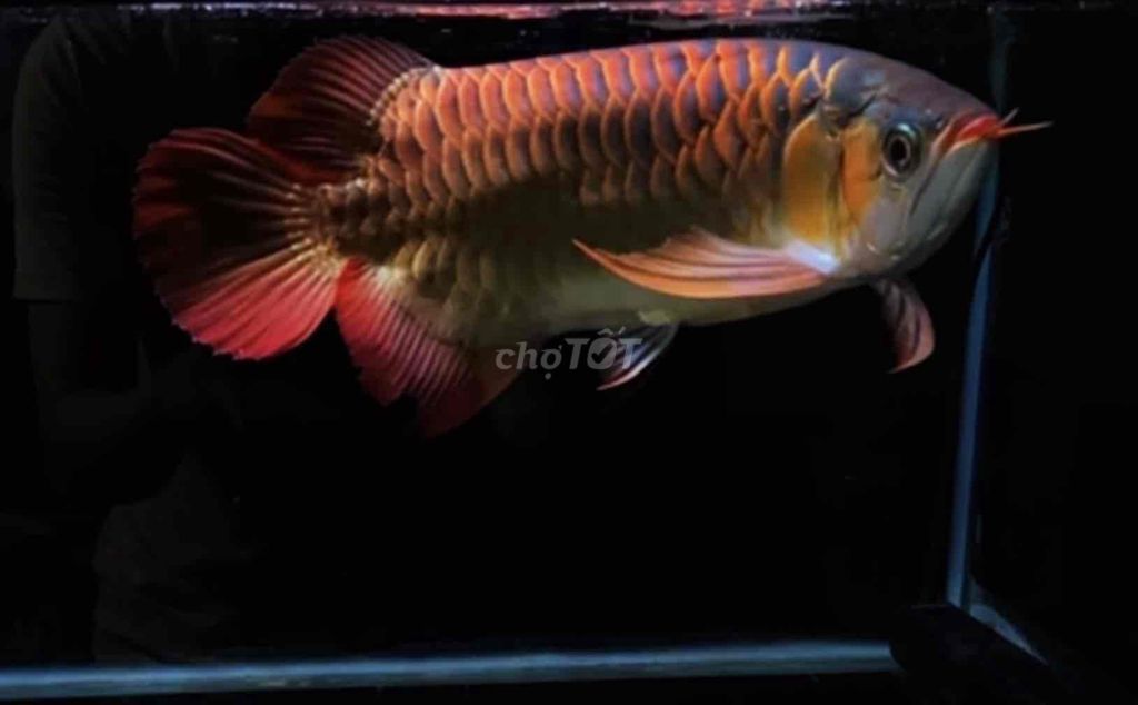 Thanh lý Huyết Long short size 40cm. Mua bán Thú cưng khác tại Quận Tân Bình Tp Hồ Chí Minh được đăng bởi Duy Fish hình 1