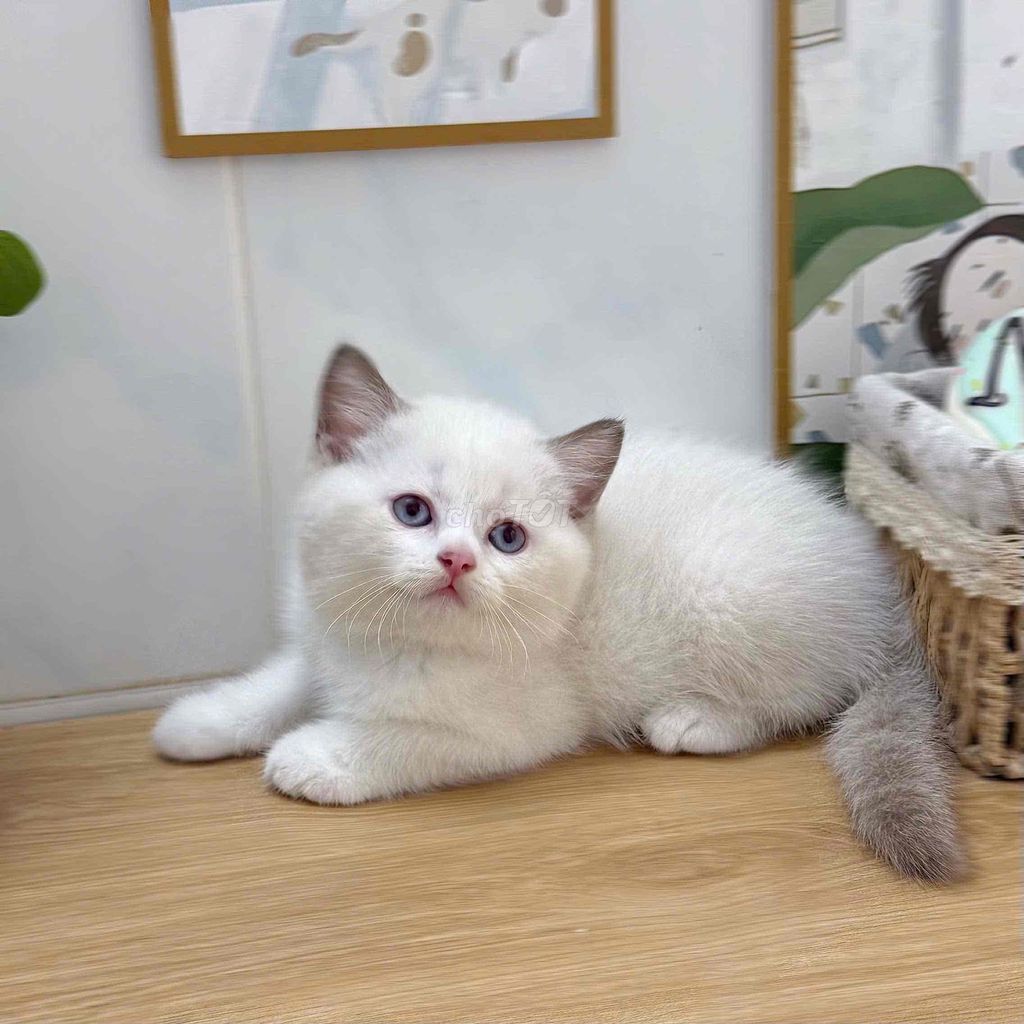 Mèo Anh lông ngắn Q4. Mua bán Mèo tại Quận 4 Tp Hồ Chí Minh được đăng bởi GaDu Cat hình 1