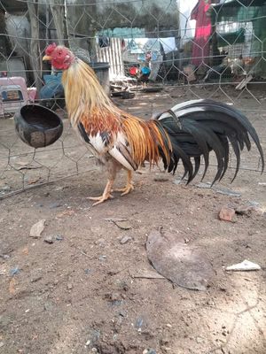 Gà cỏ 1kg2. Mua bán Gà tại Quận Bình Thuỷ Cần Thơ được đăng bởi phong bụi 