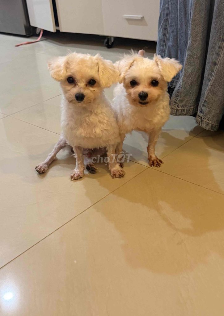 Chó Poodle Trắng kem đã tiêm phòng. Mua bán Chó tại Quận 3 Tp Hồ Chí Minh được đăng bởi Le Anna hình 1