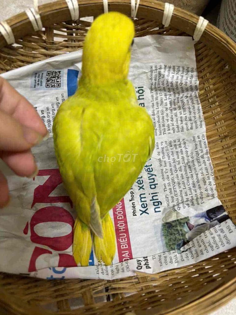 Chim Ringneck Vàng. Mua bán Chim tại Quận Bình Tân Tp Hồ Chí Minh được đăng bởi Soa Duong hình 1