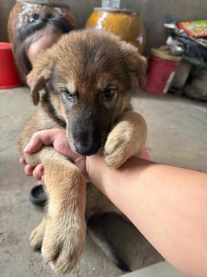 Chó Becgie Đức Nâu đen 10kg