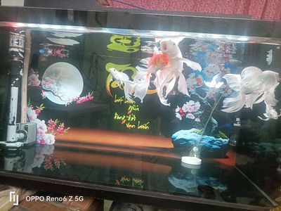 Cá chép phi tần lớn 3 con 4 con sư tử size nhỏ