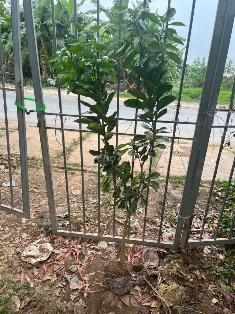 Cây Bưởi Diễn Cây Choai. Mua bán Đồ chuyên dụng, Giống nuôi trồng tại Huyện Gia Lâm Hà Nội được đăng bởi Hoàng thị muôn hình 1