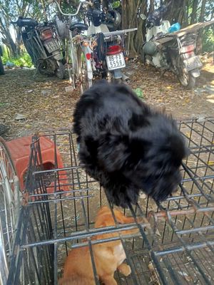 Đông anh bán chó poodle đen. Mua bán Chó tại Quận Long Biên Hà Nội được đăng bởi tổng kho sỉ