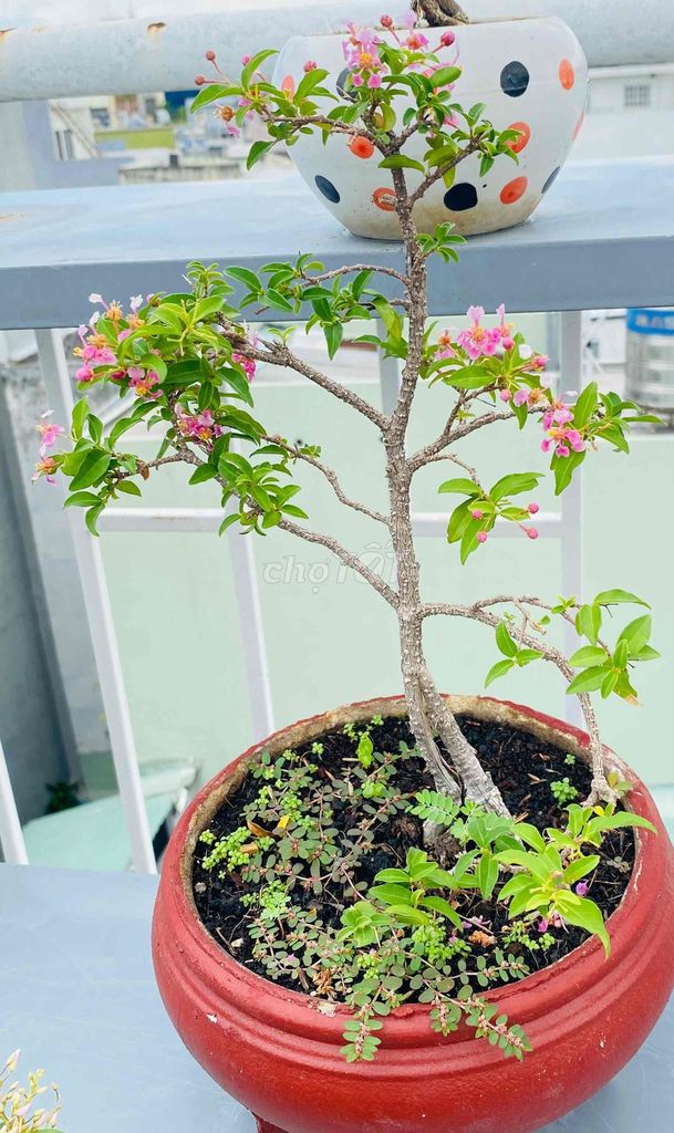 Hồng ngọc mai, Trái chín đỏ ngọt như sơri mini. Mua bán Cây cảnh, đồ trang trí tại Quận Tân Phú Tp Hồ Chí Minh được đăng bởi Nguyễn Hoàng hình 1