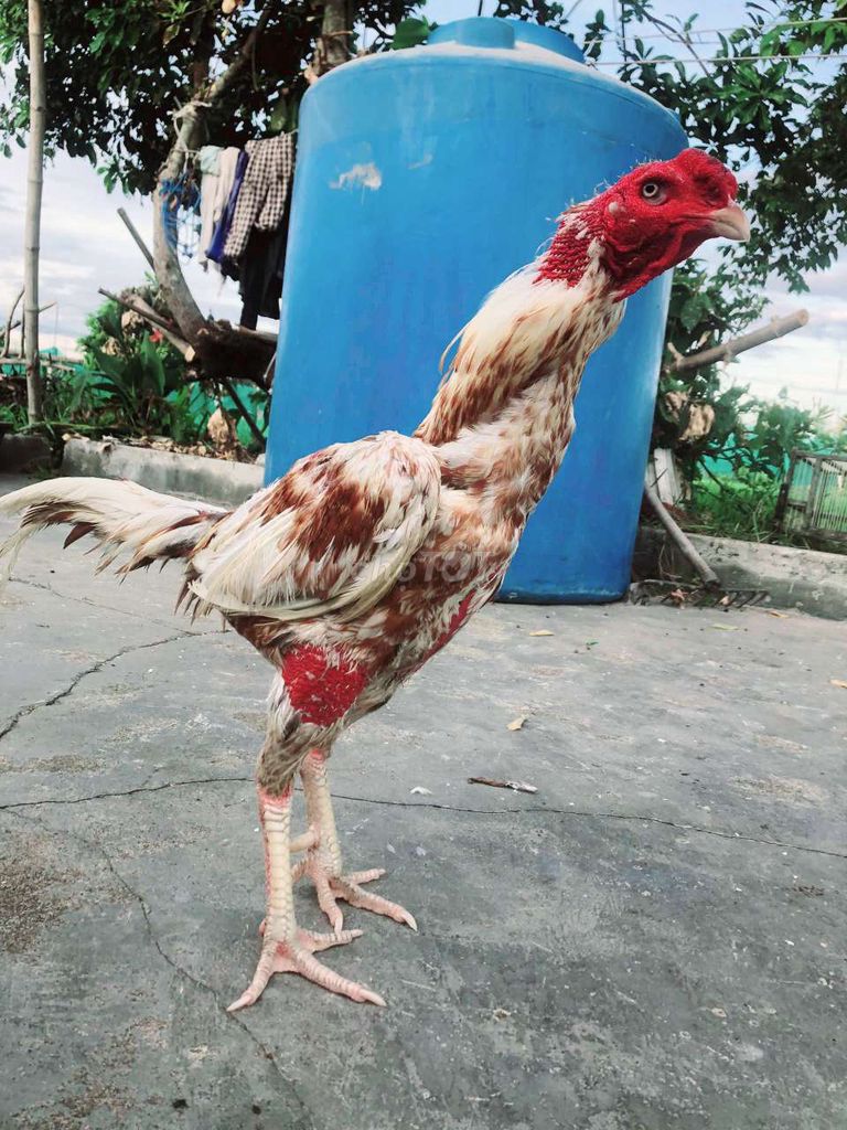 Gà đúc. Mua bán Gà tại Quận Cẩm Lệ Đà Nẵng được đăng bởi Nguyễn Nhật Minh hình 1