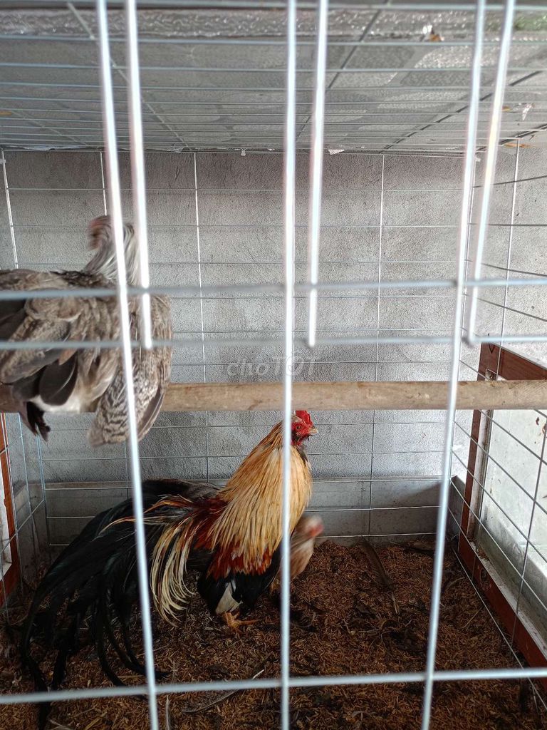 Sắp đi làm xa không có thời gian chăm sóc. Mua bán Gà tại Huyện Thuận Thành Bắc Ninh được đăng bởi Nguyễn công chuẩn  hình 3