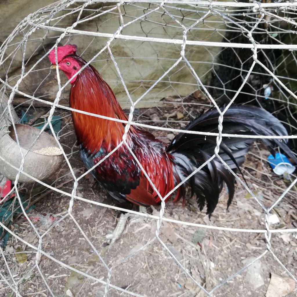 Tìm mua Gà nòi trống lớn đỏ đen làm nọc. Mua bán Gà tại Huyện Cái Bè Tiền Giang được đăng bởi NCT1989 hình 1