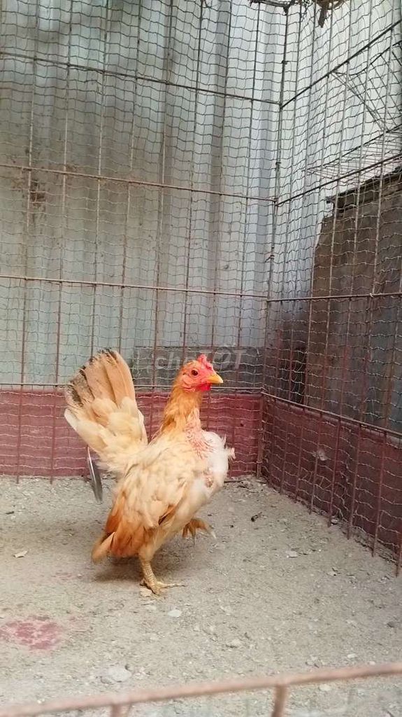 Gà Serama mái vàng . Mua bán Gà tại Huyện Đông Anh Hà Nội được đăng bởi Trại Gà Hà Nội hình 1