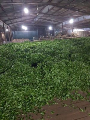 Giá sỉ 1 kg trà đen nguyên liệu chuẩn làm trà sữa. Mua bán Đồ ăn, thực phẩm và các loại khác tại Quận Hoàng Mai Hà Nội được đăng bởi Đào Thuấn