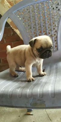 chó nhà đẻ thuần chủng đầu to thân ngắn. Mua bán Chó tại Huyện Giồng Trôm Bến Tre được đăng bởi Saven