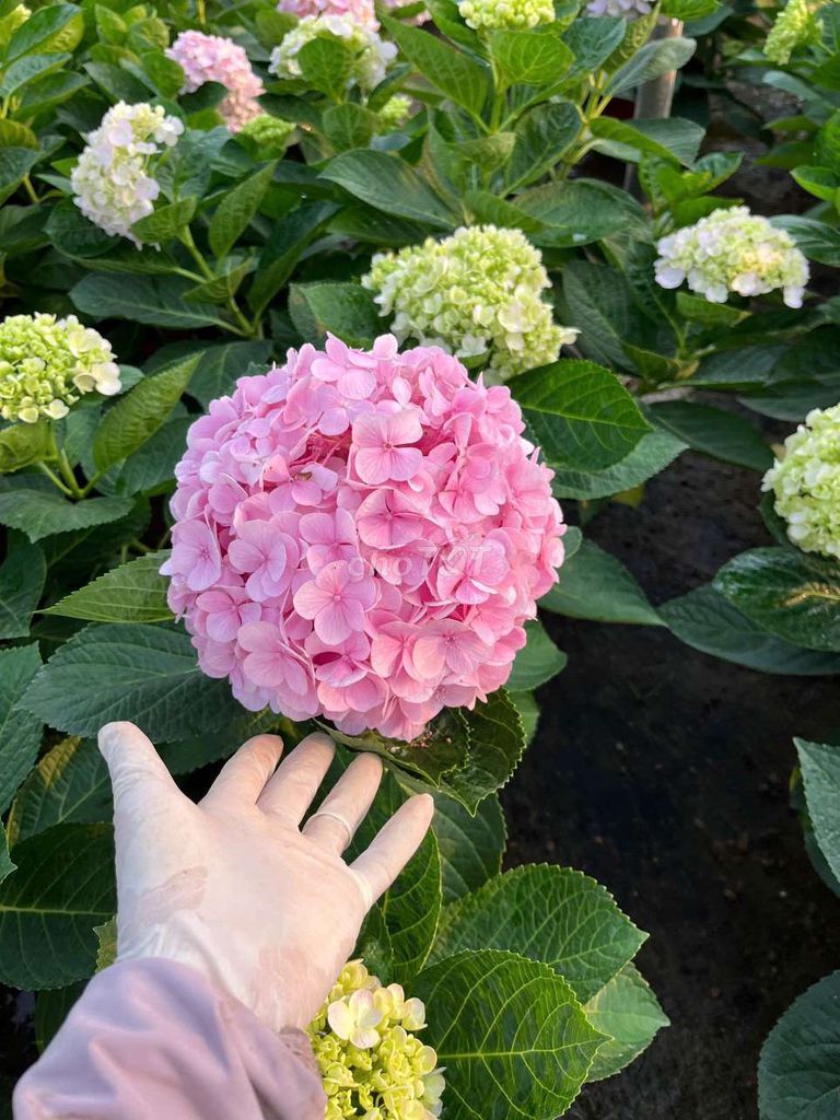 Cây cảnh Cẩm tú cầu. Mua bán Cây cảnh, đồ trang trí tại Quận Hà Đông Hà Nội được đăng bởi Nguyễn Văn Hoàng  hình 1