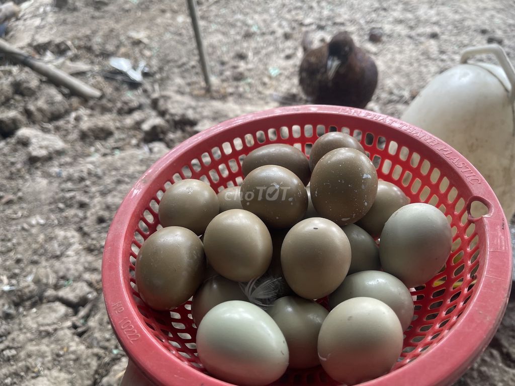 Trứng chim trĩ ấp giống. Mua bán Đồ chuyên dụng, Giống nuôi trồng tại Huyện Gò Công Tây Tiền Giang được đăng bởi Đại Huynh hình 1