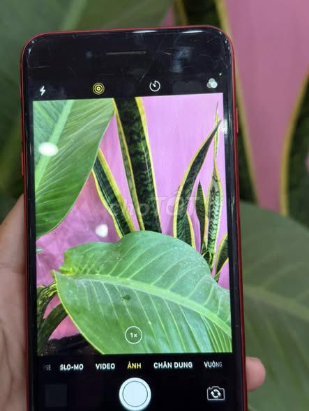 iPhone 8 Plus 64GB Đỏ. Mua bán Điện thoại tại Quận Ninh Kiều Cần Thơ được đăng bởi Hội Đồ Điện Tử hình 1