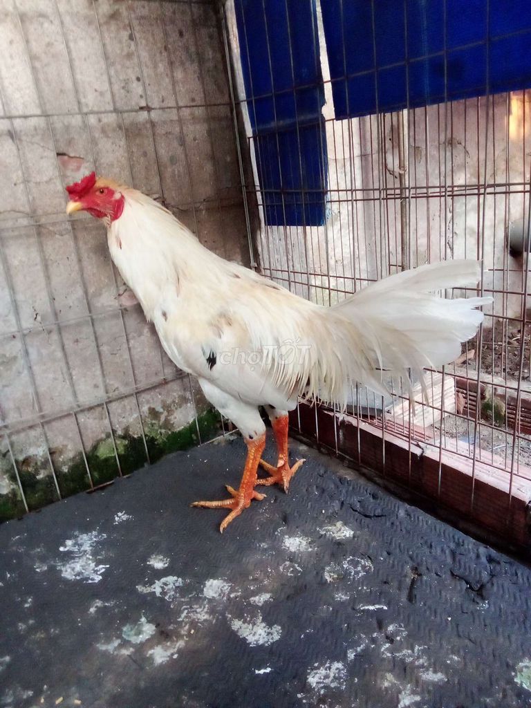 Gà tơ Trắng 3kg Đực. Mua bán Gà tại Huyện Hóc Môn Tp Hồ Chí Minh được đăng bởi Phi Hùng Nguyễn hình 1