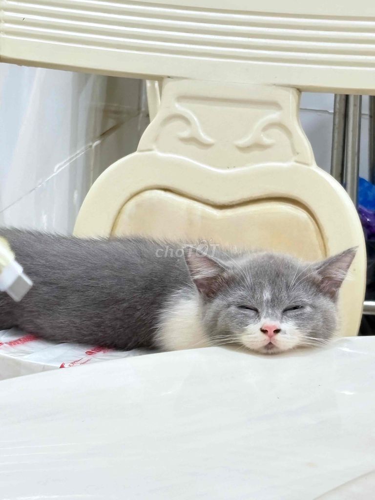Do bận không có thời gian chăm các bé