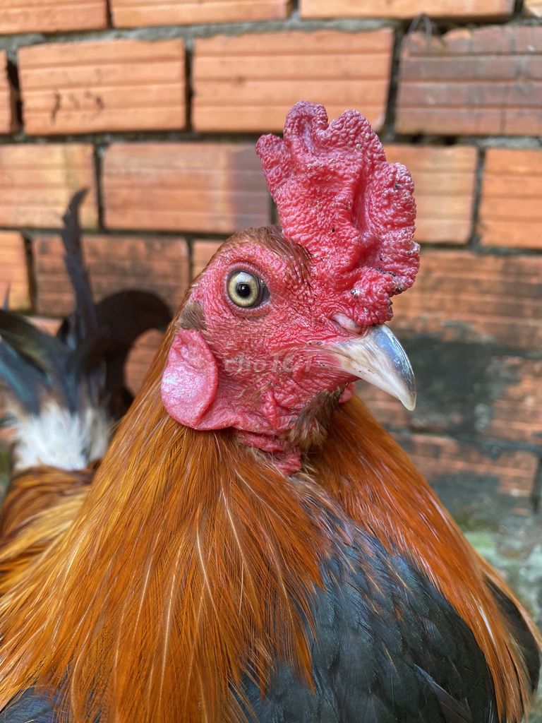 Gà chọi Nâu Đen Xanh 2.1kg. Mua bán Gà tại Thành phố Sa Đéc Đồng Tháp được đăng bởi ga tre hình 1