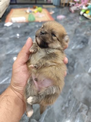 Chó Phốc Sóc đực 25 ngày. Mua bán Chó tại Quận Ngũ Hành Sơn Đà Nẵng được đăng bởi Hồ Ngọc Tấn