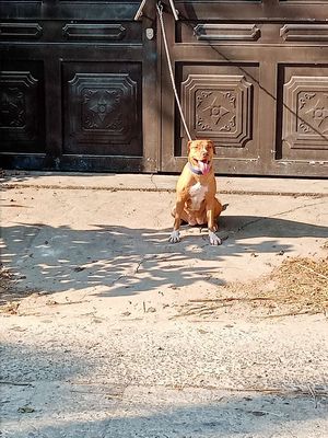American Pitbull chó cái thuần chủng 8 tháng
