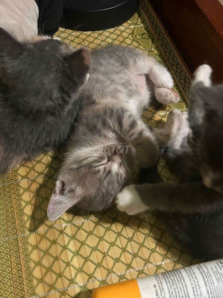 Mèo anh lông ngắn. Mua bán Mèo tại Thành phố Thủ Đức Tp Hồ Chí Minh được đăng bởi nguyễn hoài linh hình 2