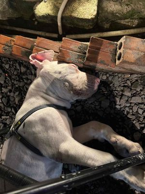 chó dòng Great dane màu trắng mắt xanh.. Mua bán Chó tại Quận Gò Vấp Tp Hồ Chí Minh được đăng bởi ngọc hình 1