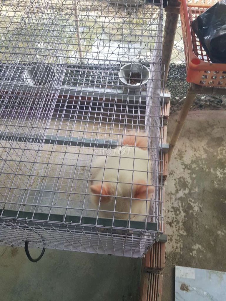 Phốc sốc cái. Mua bán Chó tại Huyện Bình Chánh Tp Hồ Chí Minh được đăng bởi Bình hình 2