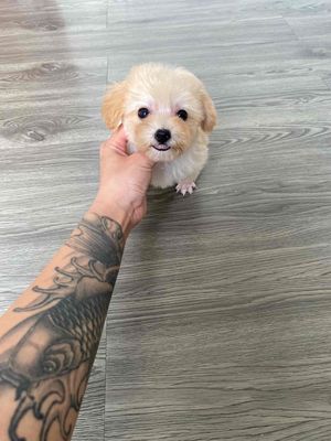 poodle thuần chủng