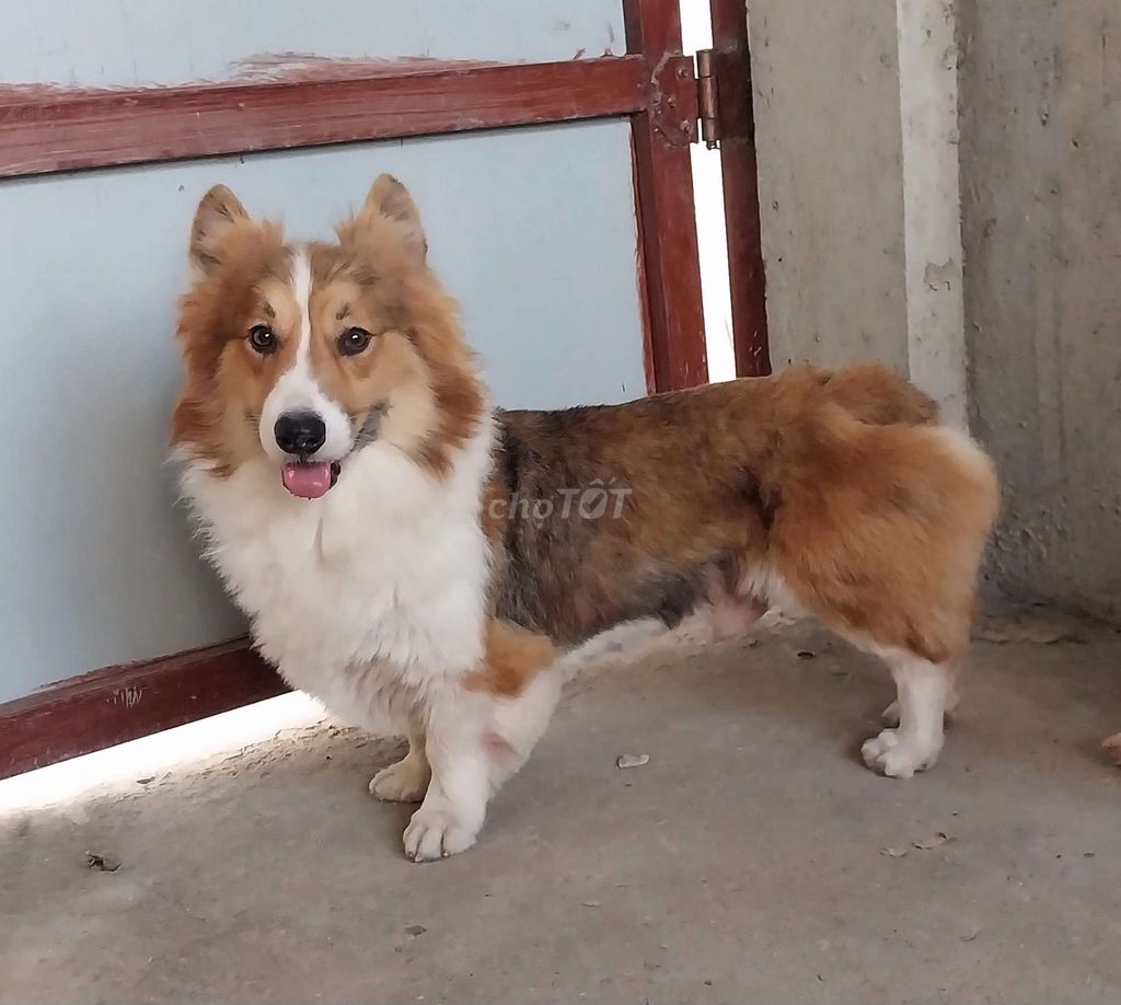 chó corgi thuần chủng 14 tháng tuổi. Mua bán Chó tại Huyện Đức Hòa Long An được đăng bởi Phạm ngọc nam hình 1