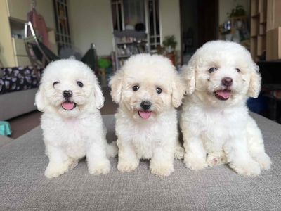 Poodle tiny dễ thương