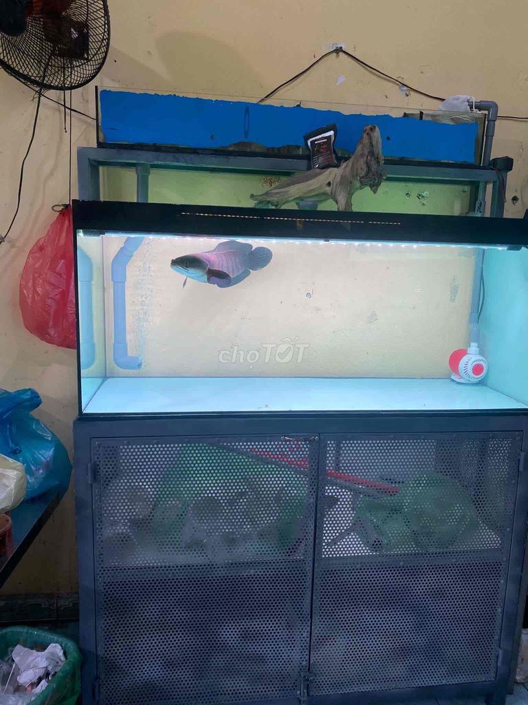 Cá lóc vảy rồng khỏe mạnh dễ nuôi kèm bộ hồ kệ 1m2. Mua bán Thú cưng khác tại Quận Hải Châu Đà Nẵng được đăng bởi V v h hình 1