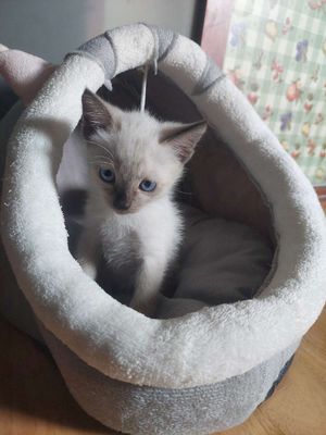 Mèo Xiêm cái trắng thông minh