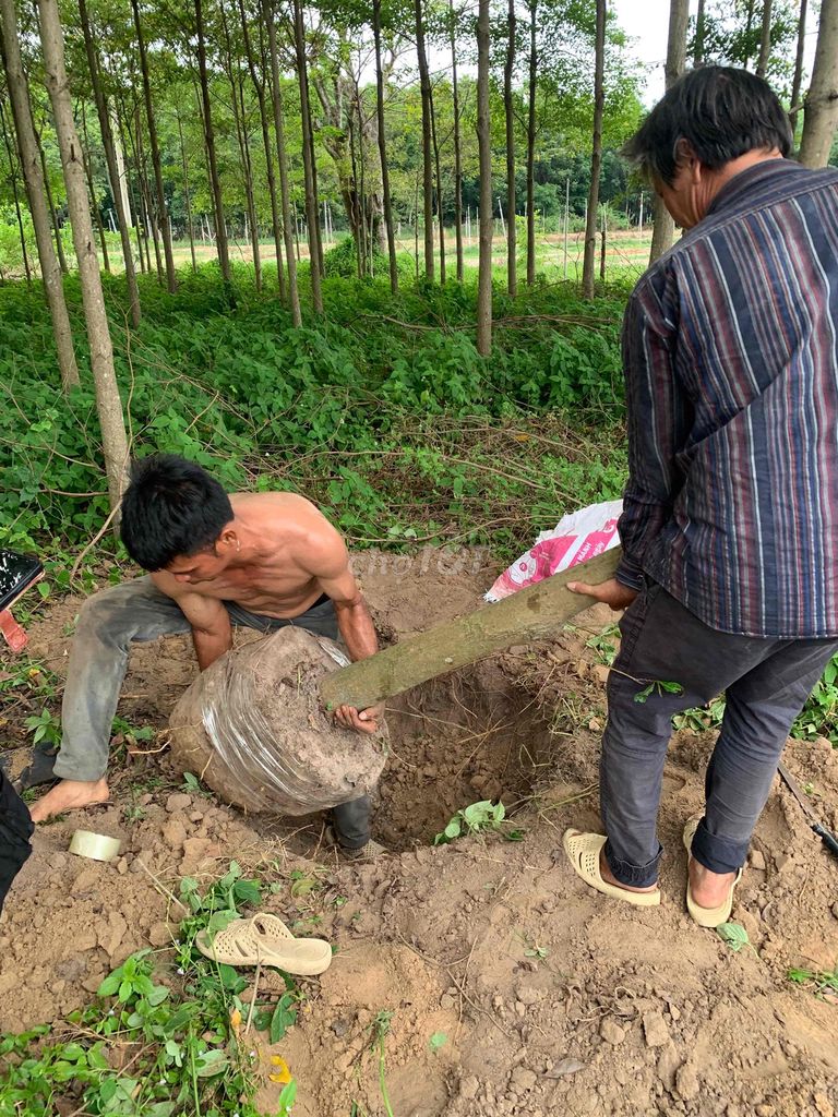 Dịch vụ trồng cây xanh, cây kiểng. Mua bán Cây cảnh, đồ trang trí tại Thành phố Tây Ninh Tây Ninh được đăng bởi PCCC Tây Ninh hình 1