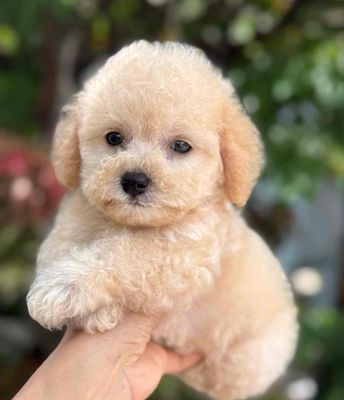 Chó Poodle Vàng kem, Nâu đỏ con đã tiêm phòng