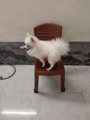 Phốc sóc đực 11 tháng. Mua bán Chó tại Huyện Bình Chánh Tp Hồ Chí Minh được đăng bởi thanh trúc