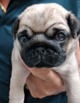 CHÓ PUG CHÂN LÙN MẶT XỆ THUẦN CHỦNG. Mua bán Chó tại Thành phố Thủ Đức Tp Hồ Chí Minh được đăng bởi Như Ý