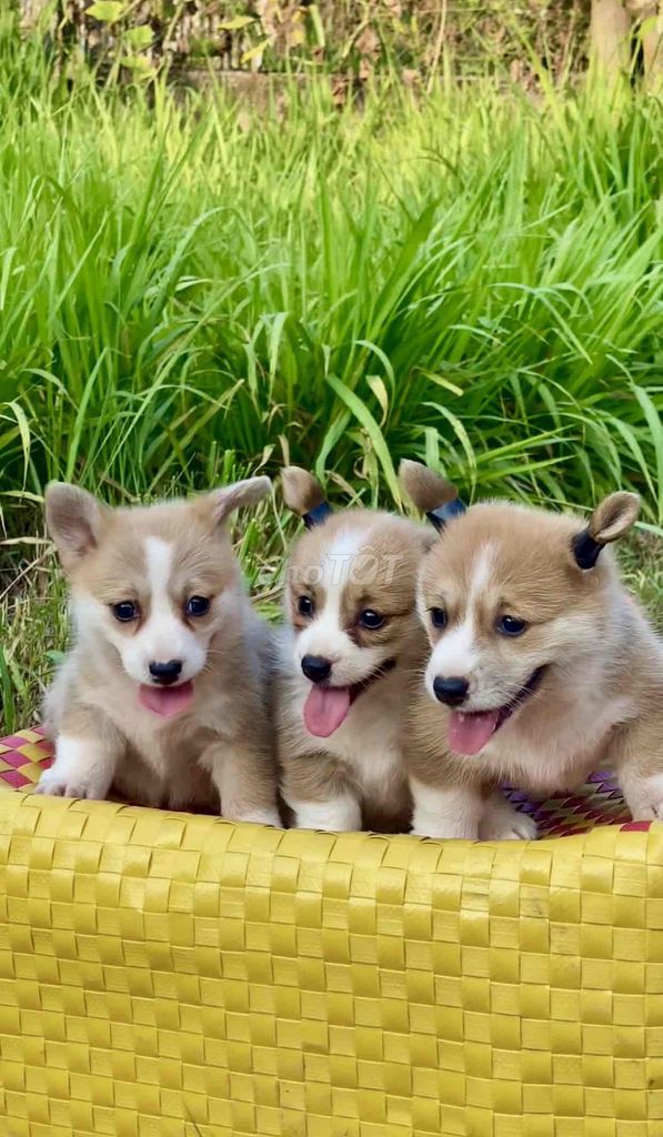Chó Corgi màu Nâu trắng. Mua bán Chó tại Huyện Mỏ Cày Bắc Bến Tre được đăng bởi SAm Pet house hình 1