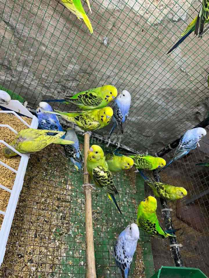 Chim Yến Phụng Trà Vinh. Mua bán Chim tại Thành phố Trà Vinh Trà Vinh được đăng bởi Chim Vẹt Trà Vinh hình 1