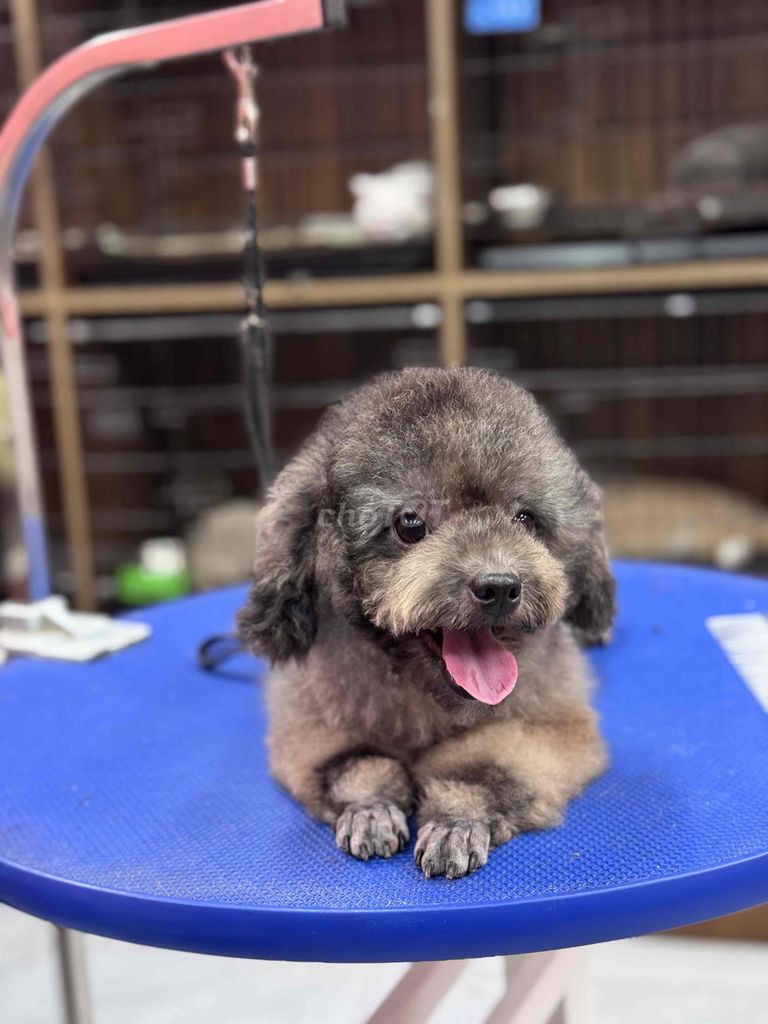 POODLE CÁI XÁM MÀU HIẾM GIÁ SIÊU RẺ