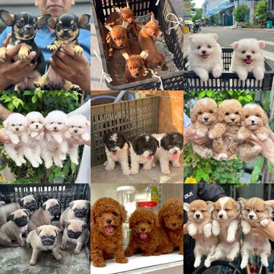SHOP SẴN NHIỀU DÒNG CHÓ CẢNH 22 nhơn hoà 9. Mua bán Chó tại Quận Cẩm Lệ Đà Nẵng được đăng bởi Anh Pet Shop