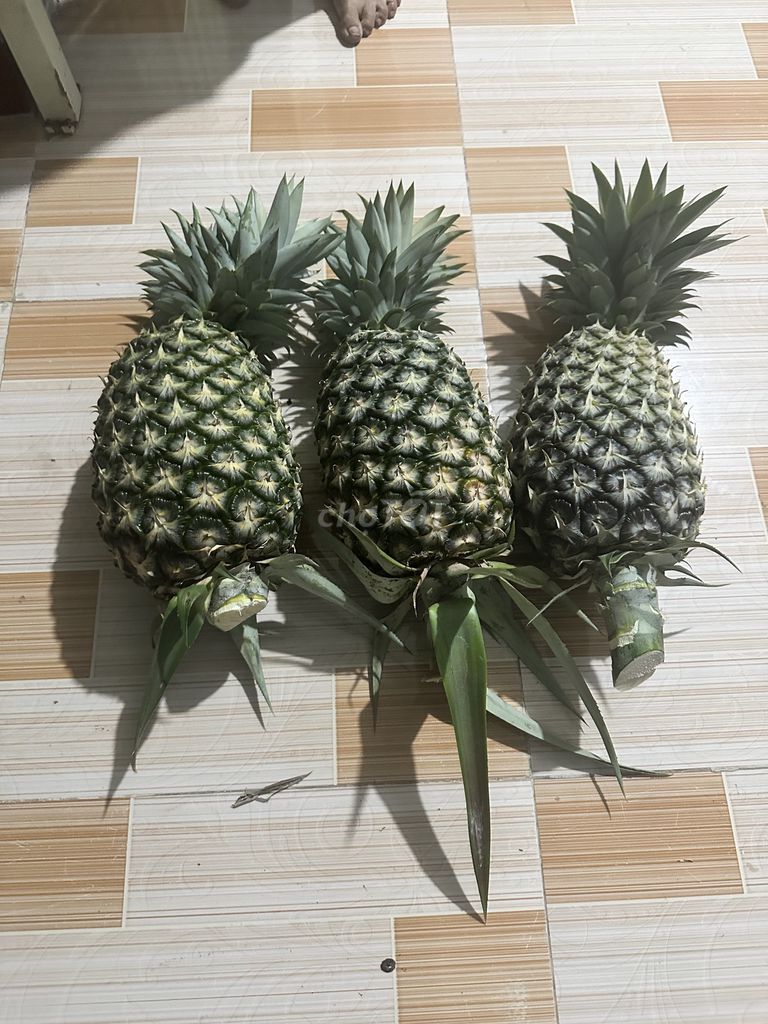 Thơm Việt Nam trên 3kg. Mua bán Đồ ăn, thực phẩm và các loại khác tại Quận Ô Môn Cần Thơ được đăng bởi Nguyễn Minh Phong hình 1