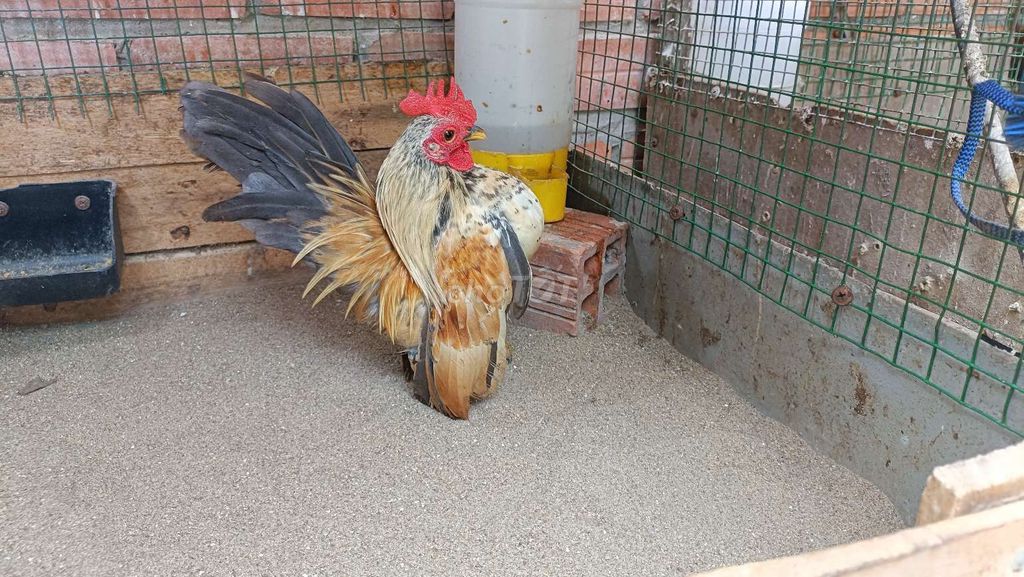 Gà Serama mini Chuối Xám. Mua bán Gà tại Thành phố Rạch Giá Kiên Giang được đăng bởi Bush rạch giá hình 1