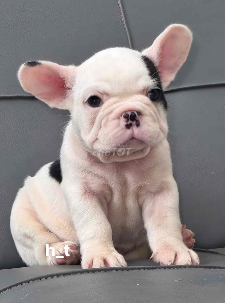 Chó Bull Pháp đen trắng 2 tháng đã tiêm. Mua bán Chó tại Quận Bình Tân Tp Hồ Chí Minh được đăng bởi huỳnh thật  hình 1