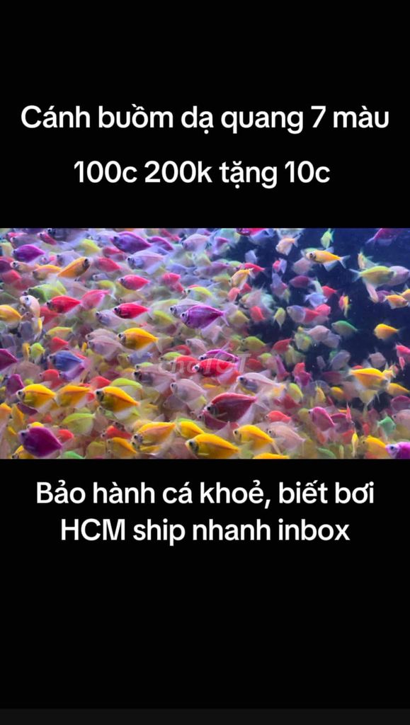 Cá cánh buồm 110 con giá 200k tặng vi sinh