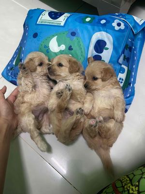 Bé Poodle F1, Cún nhà mới đẻ 1 tháng rưỡi